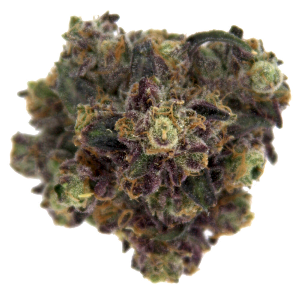 "Sunset Octane Live Cured Flower Cultivar Top Down"