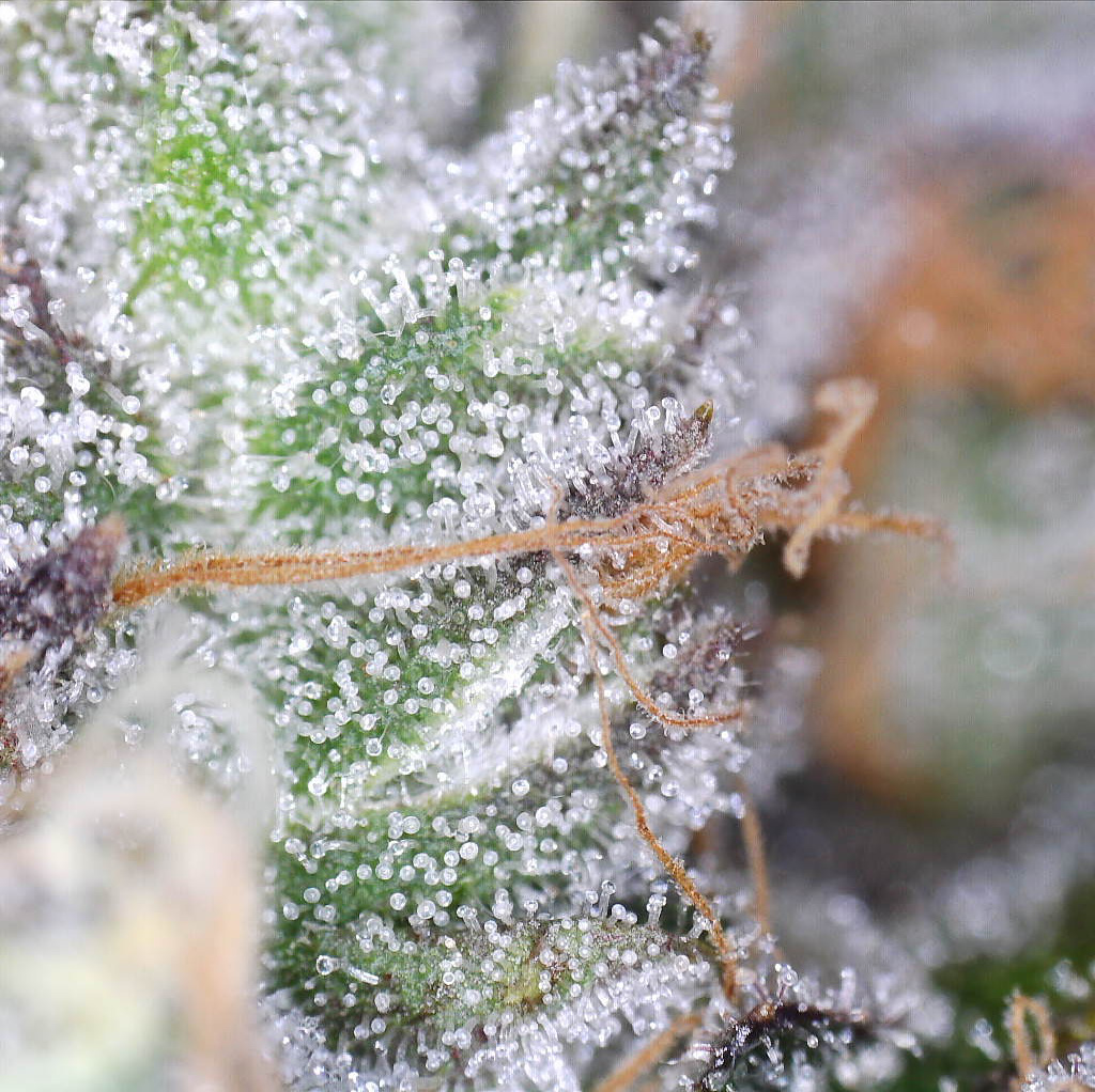 "Sunset Octane Live Cured Flower Cultivar Trichomes"