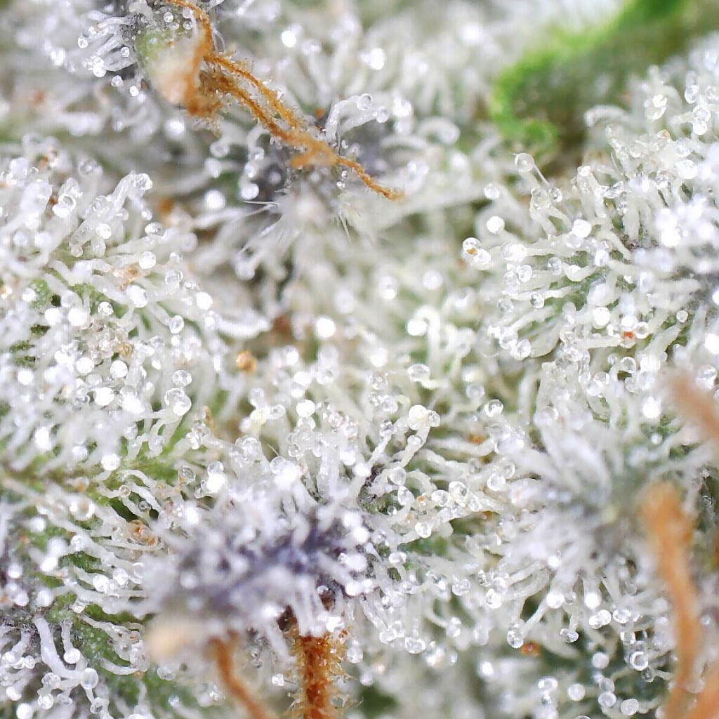 "Epoxy OG Live Cured Flower Cultivar Trichomes"