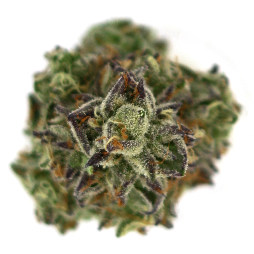 "Mendo Breath Live Cured Flower Cultivar Top Down"