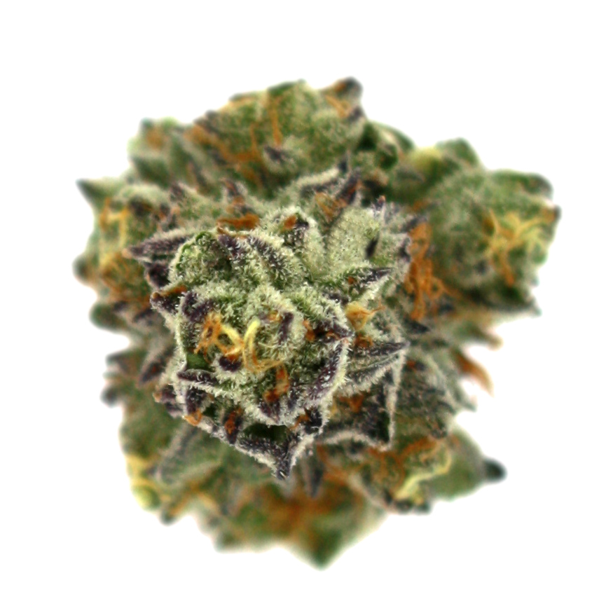 "Mendo Breath Live Cured Flower Cultivar Top Down"