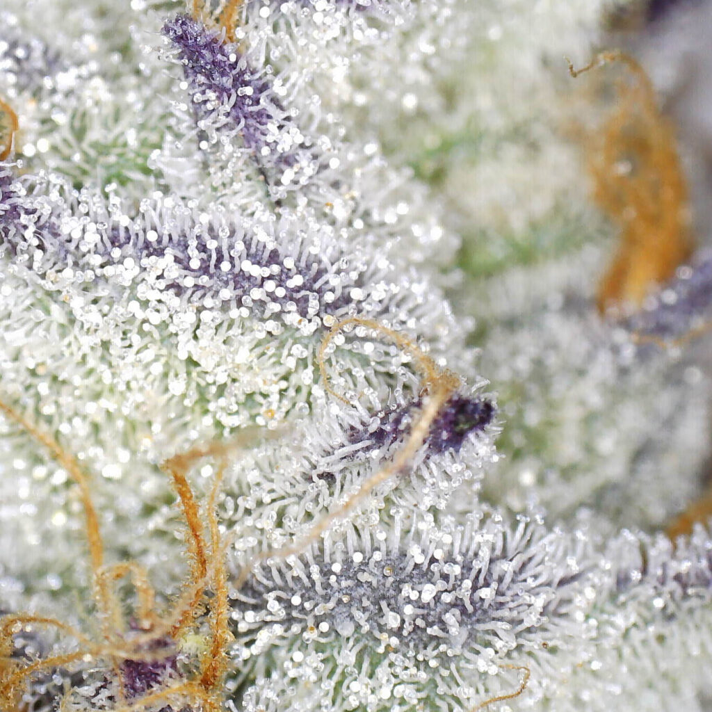 "Mendo Breath Live Cured Flower Cultivar Trichomes"