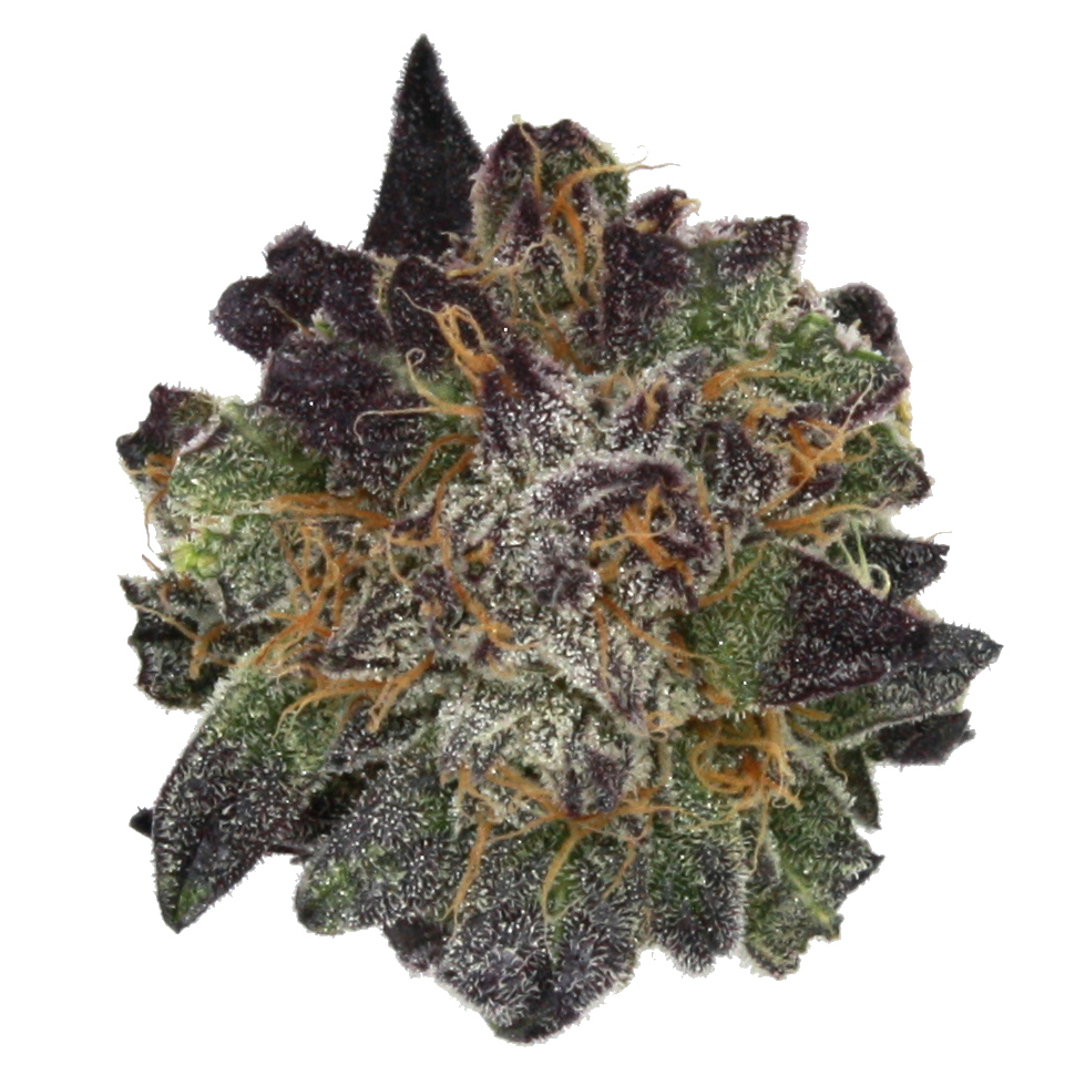 "OCD Live Cured Flower Cultivar Top Down"