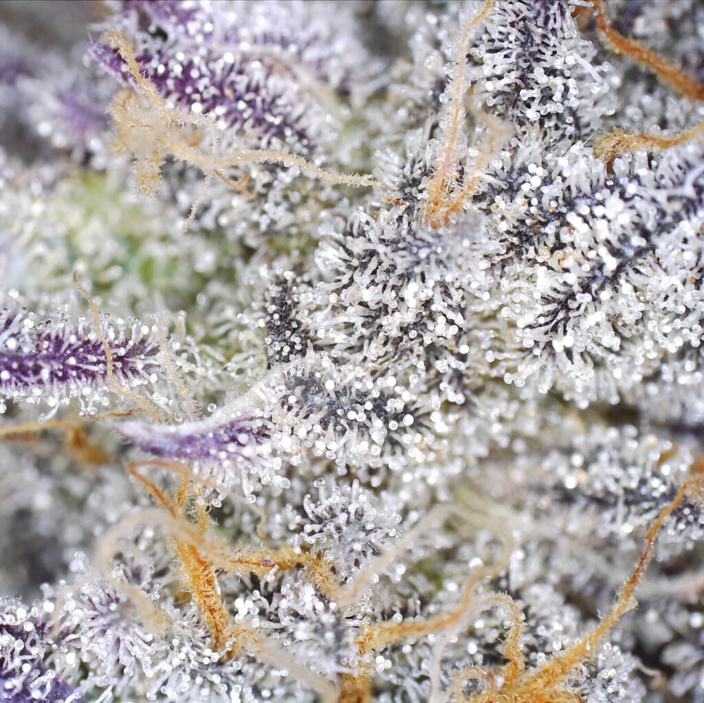 "OCD Live Cured Flower Cultivar Trichomes"