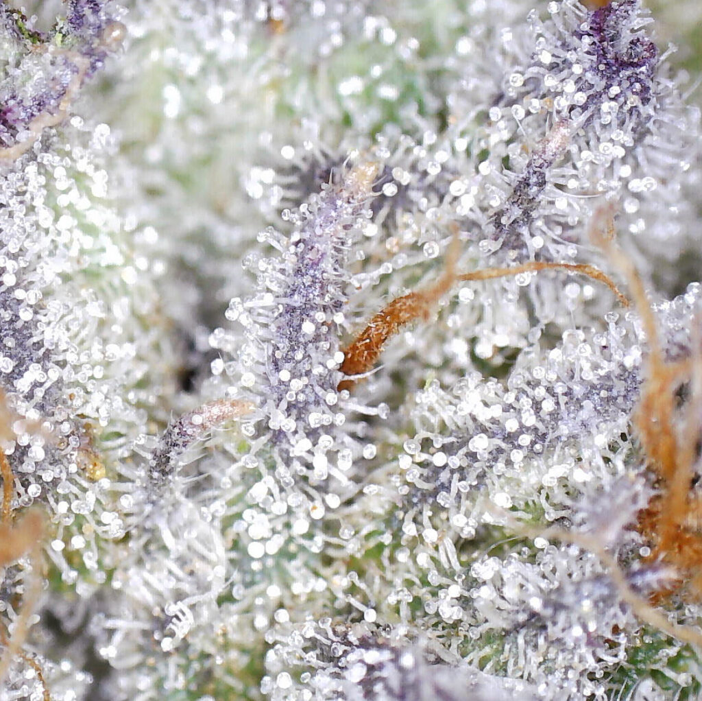 "Bubba Diagonal Live Cured Flower Cultivar Trichomes"