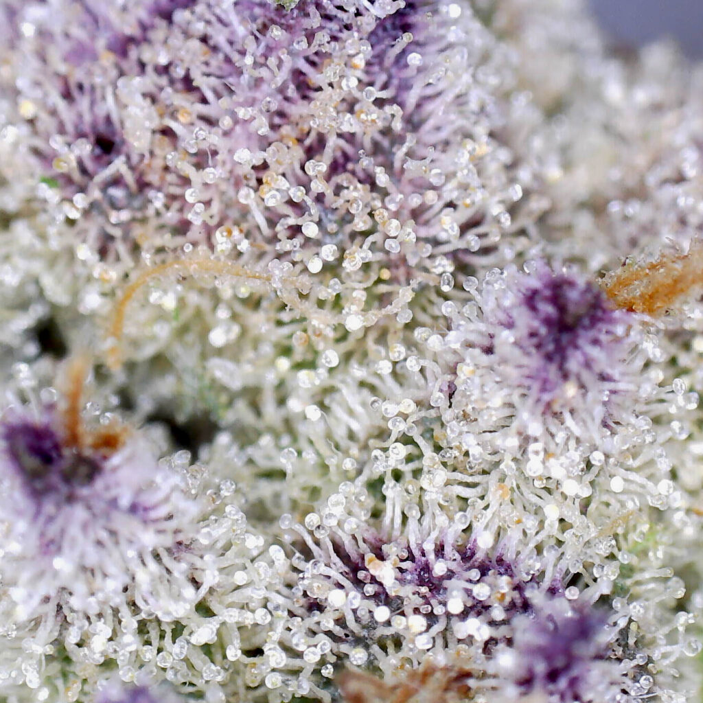 "Waiting Game Live Cured Flower Cultivar Trichomes"