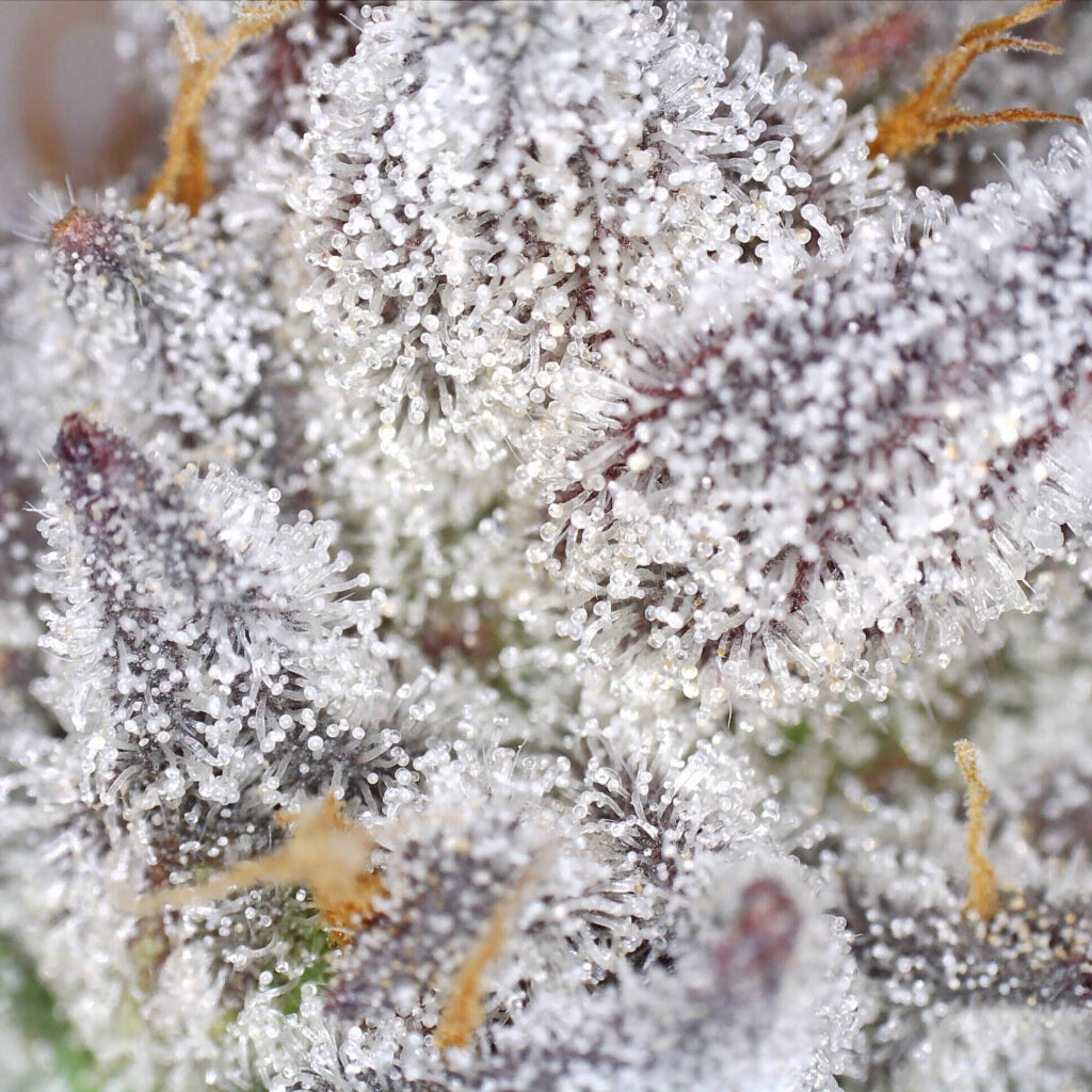 "Wedding Cake Live Cured Flower Cultivar Trichomes"