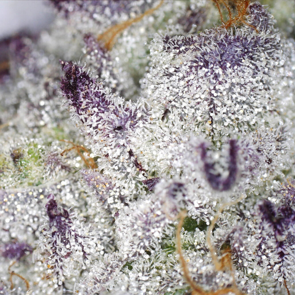 "Tangieland Live Cured Flower Cultivar Trichomes"