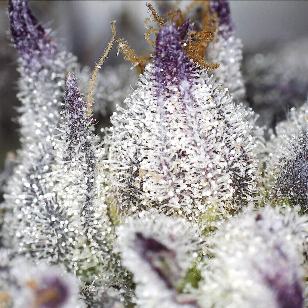 "OGKB Live Cured Flower Cultivar Trichomes"