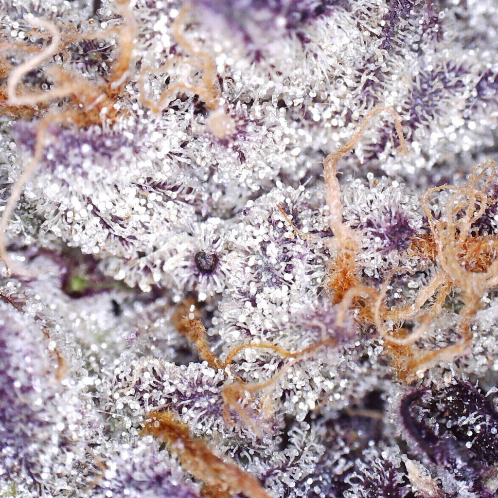 "Julius Caesar Live Cured Flower Cultivar Trichomes"