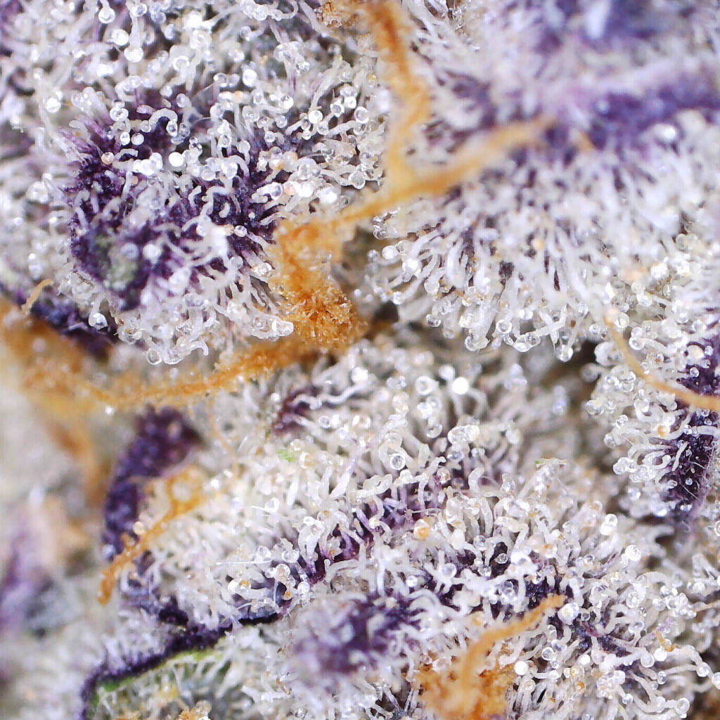 "Strawberries and Cream Live Cured Flower Cultivar Trichomes"