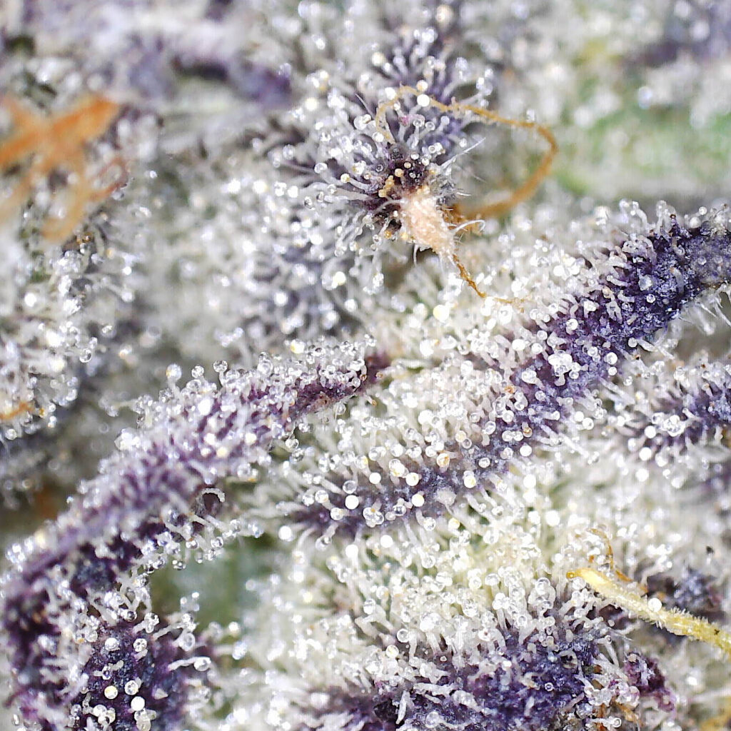 "Margy Dog Live Cured Flower Cultivar Trichomes"