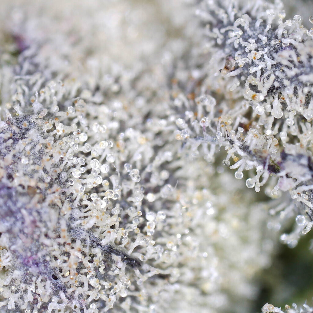 "Tangieland Live Cured Flower Cultivar Trichomes"