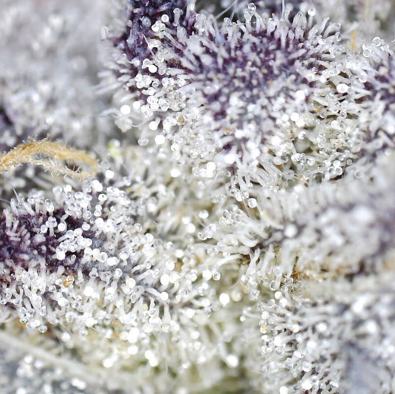 "Dosilato Live Cured Flower Cultivar Trichomes"