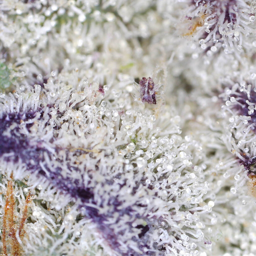 "Watermelon Mimosa Live Cured Flower Cultivar Trichomes"