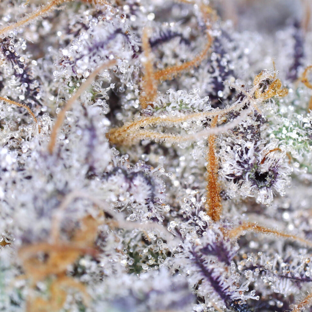 "Tangieland Live Cured Flower Cultivar Trichomes"