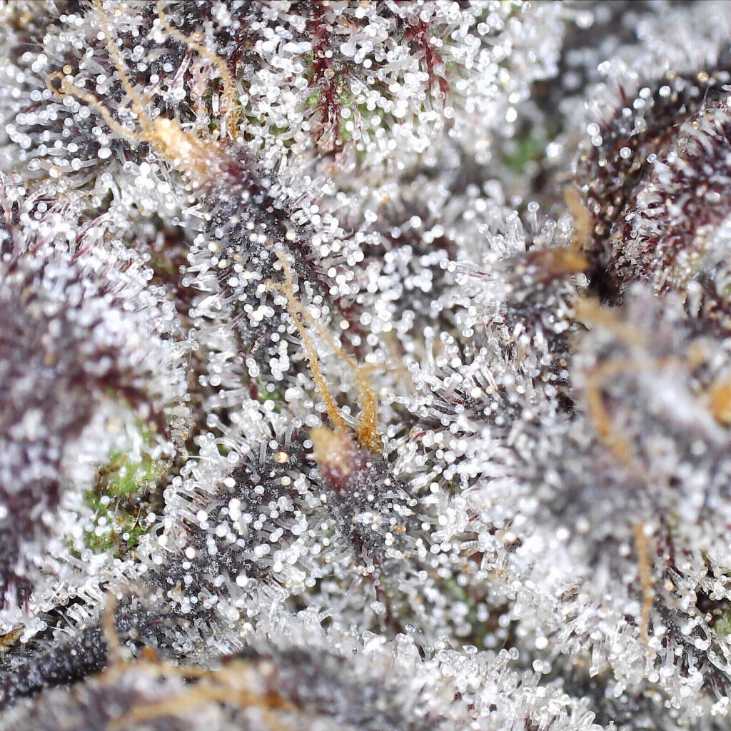 "5 Alive Live Cured Flower Cultivar Trichomes"