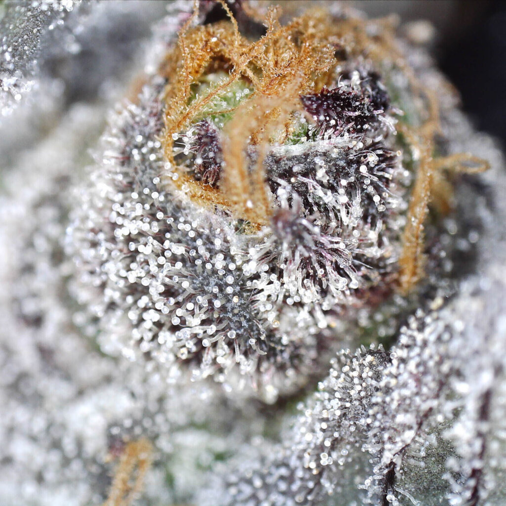 "Tangieland Live Cured Flower Cultivar Trichomes"