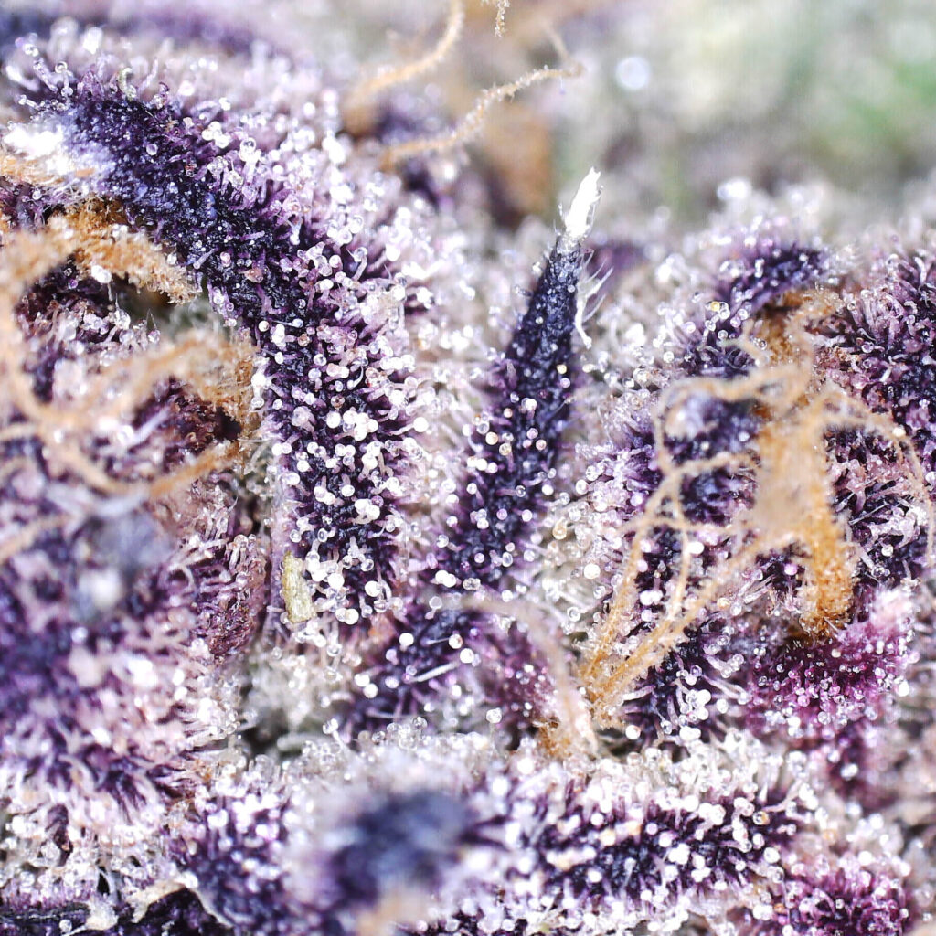 "White Apple Tartz Live Cured Flower Cultivar Trichomes"