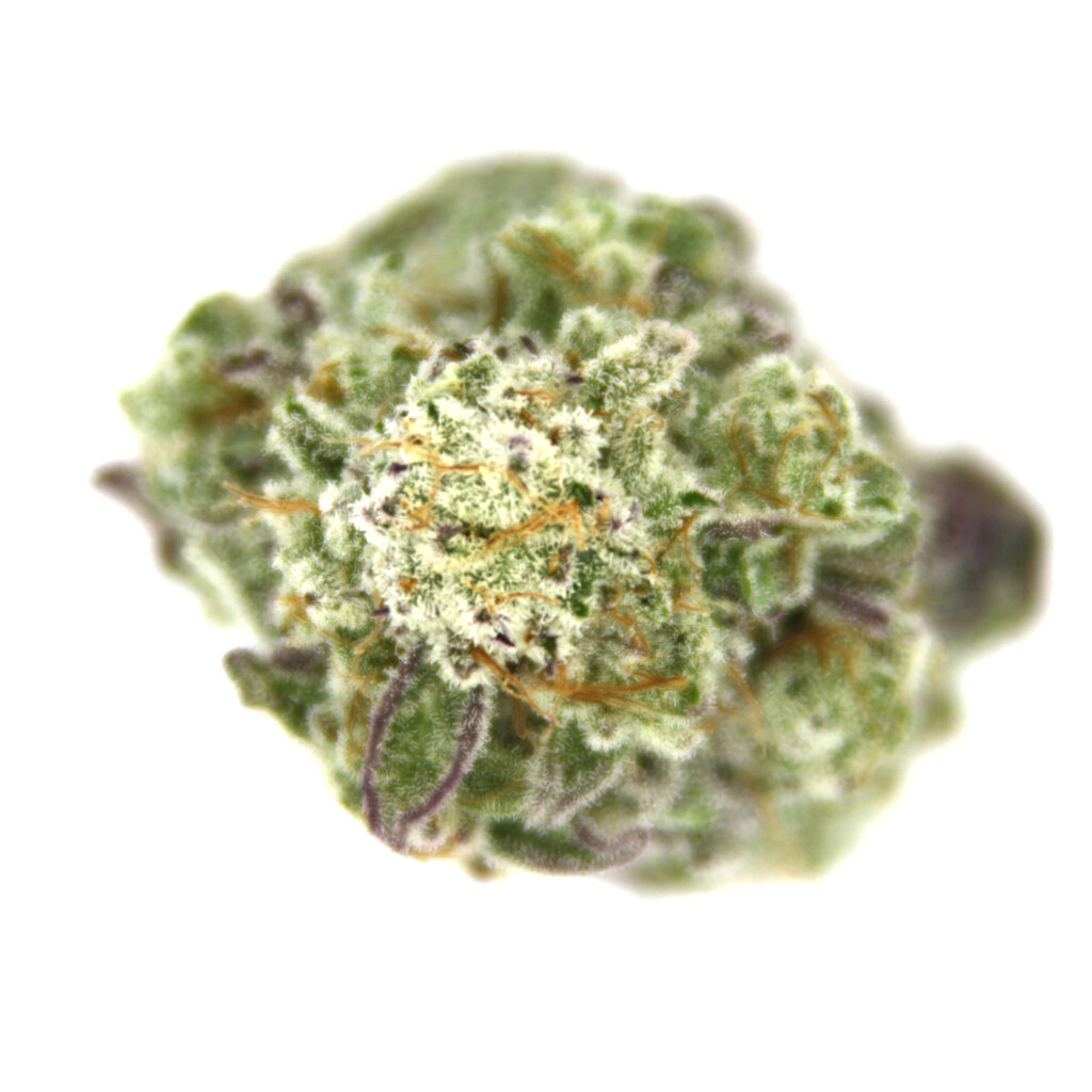 "MAC Live Cured Flower Cultivar Top Down"