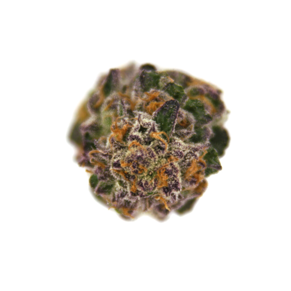 "Kobe Live Cured Flower Cultivar Top Down"