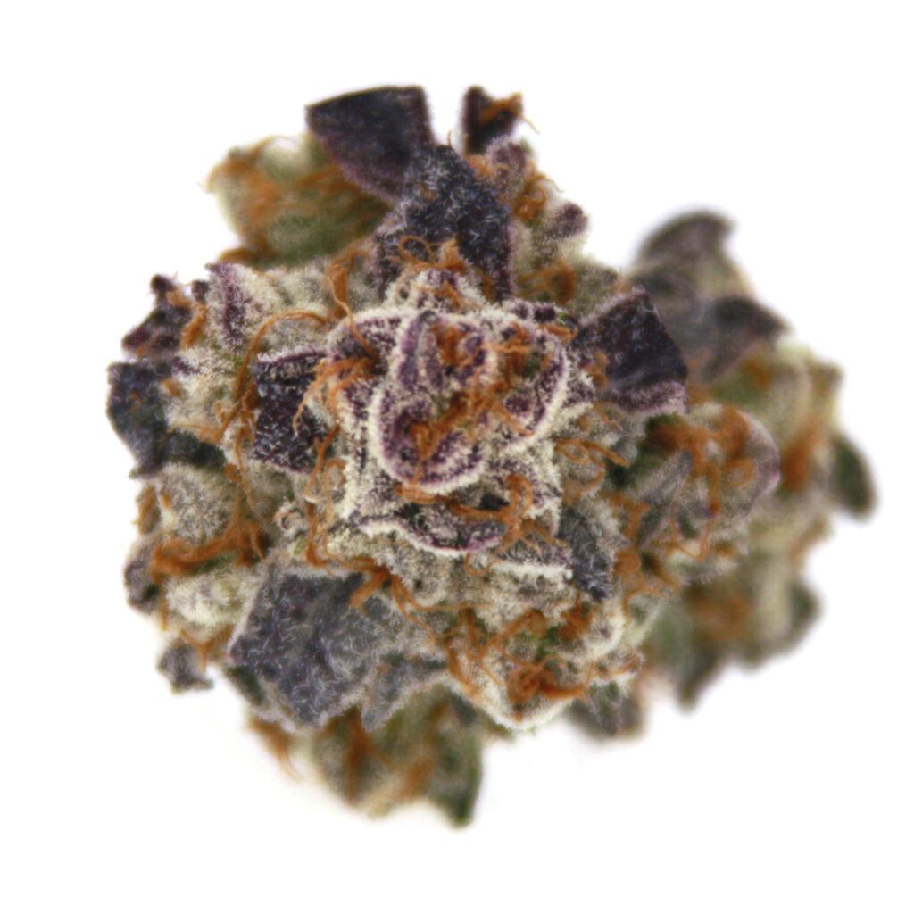 "Purple Dream Live Cured Flower Cultivar Top Down"