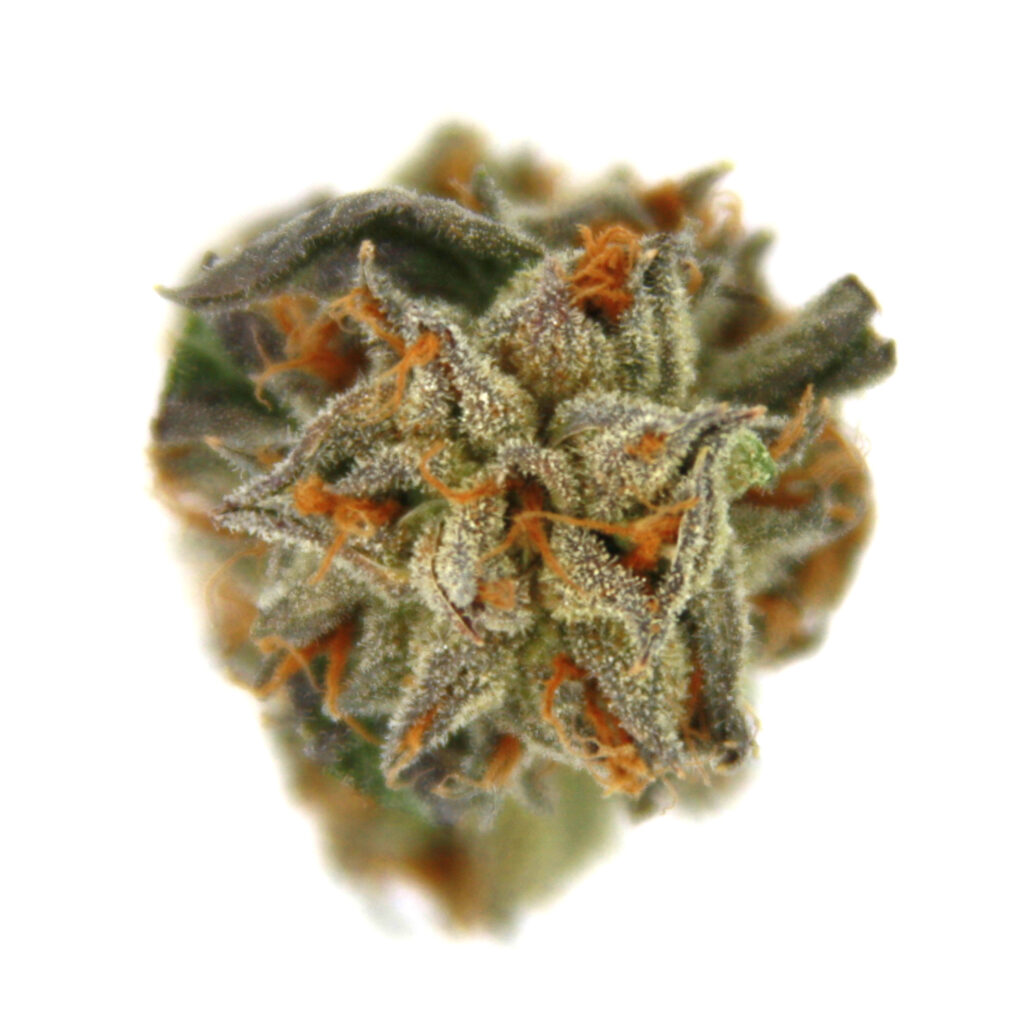 "Sunset Sherbet Live Cured Flower Cultivar Top Down"