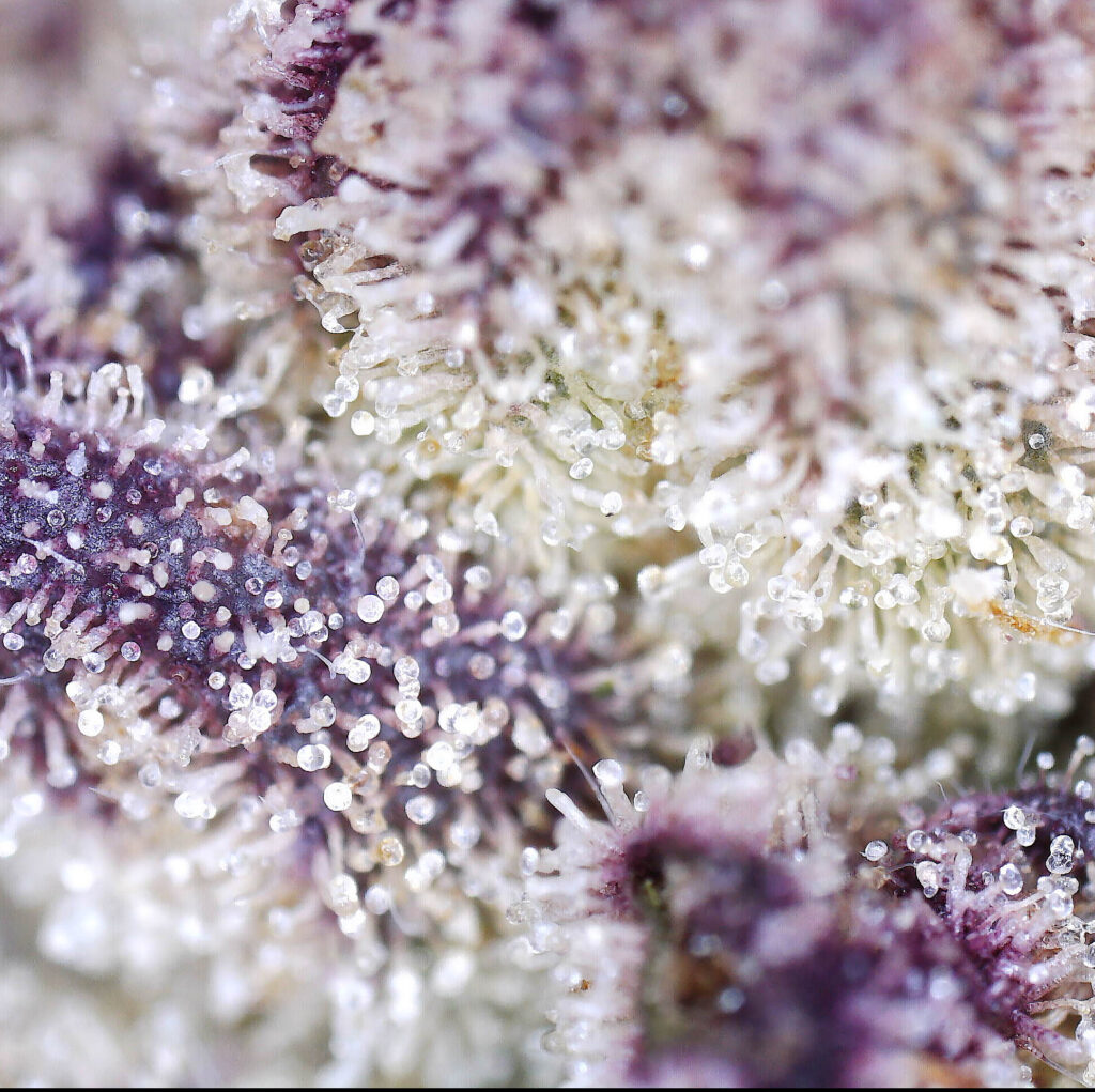 "Marshmallow OG Live Cured Flower Cultivar Trichomes"