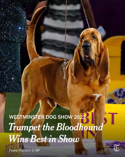 Trumpet the Bloodhound wins Best in Show at 2022 Westminster Dog Show.