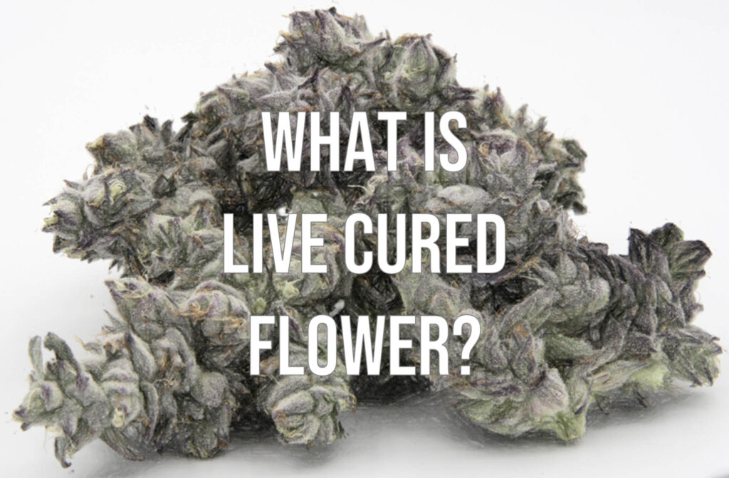 Live Cured Mendo Breath bulk flower.