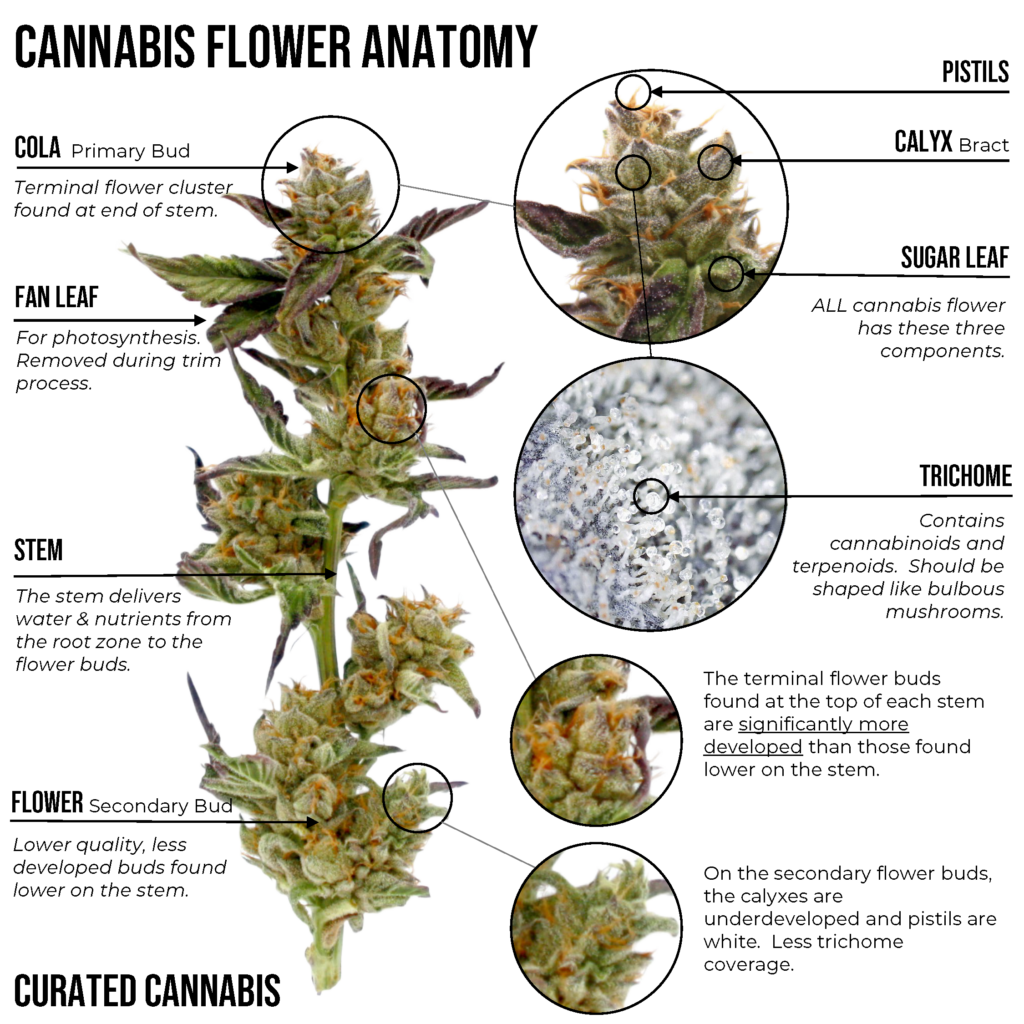 Anatomy of female cannabis flower, showing colas, leaves, calyx, bract, pistils, and trichomes.