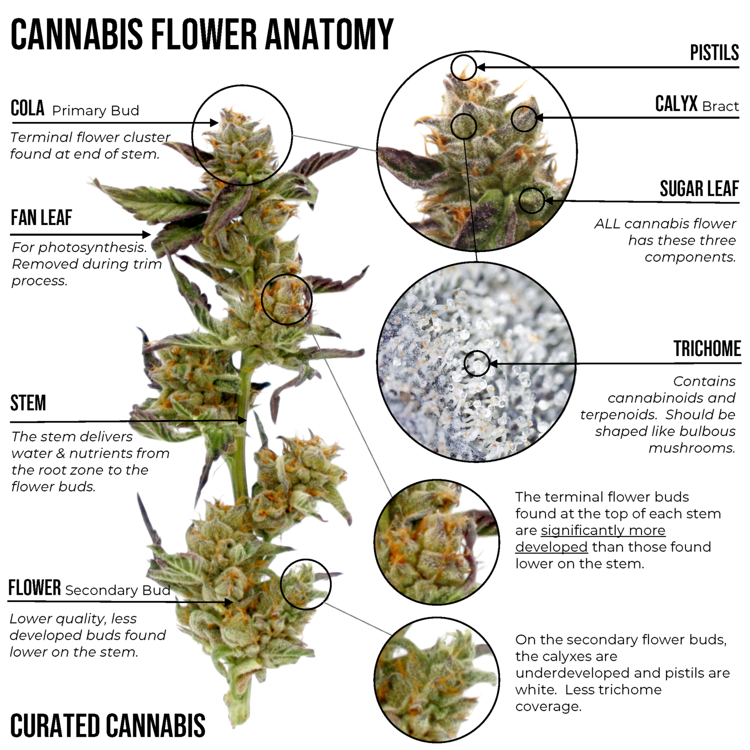 Cannabis Flower Anatomy Curated Cannabis cannabis-flower-anatomy-curated-cannabis