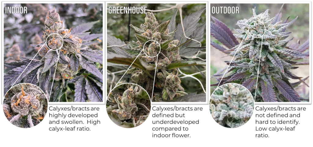 Comparison of Indoor, Greenhouse, and Outdoor flower structure.