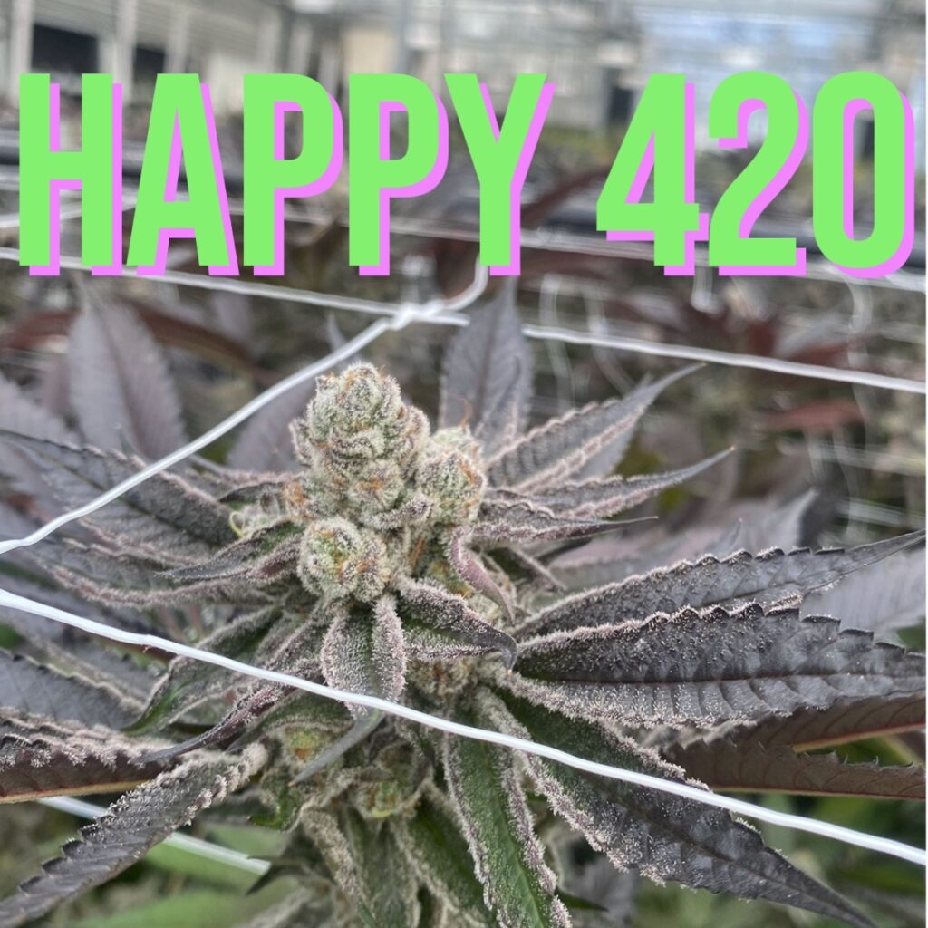 "Happy 420 from Curated Cannabis 2023"