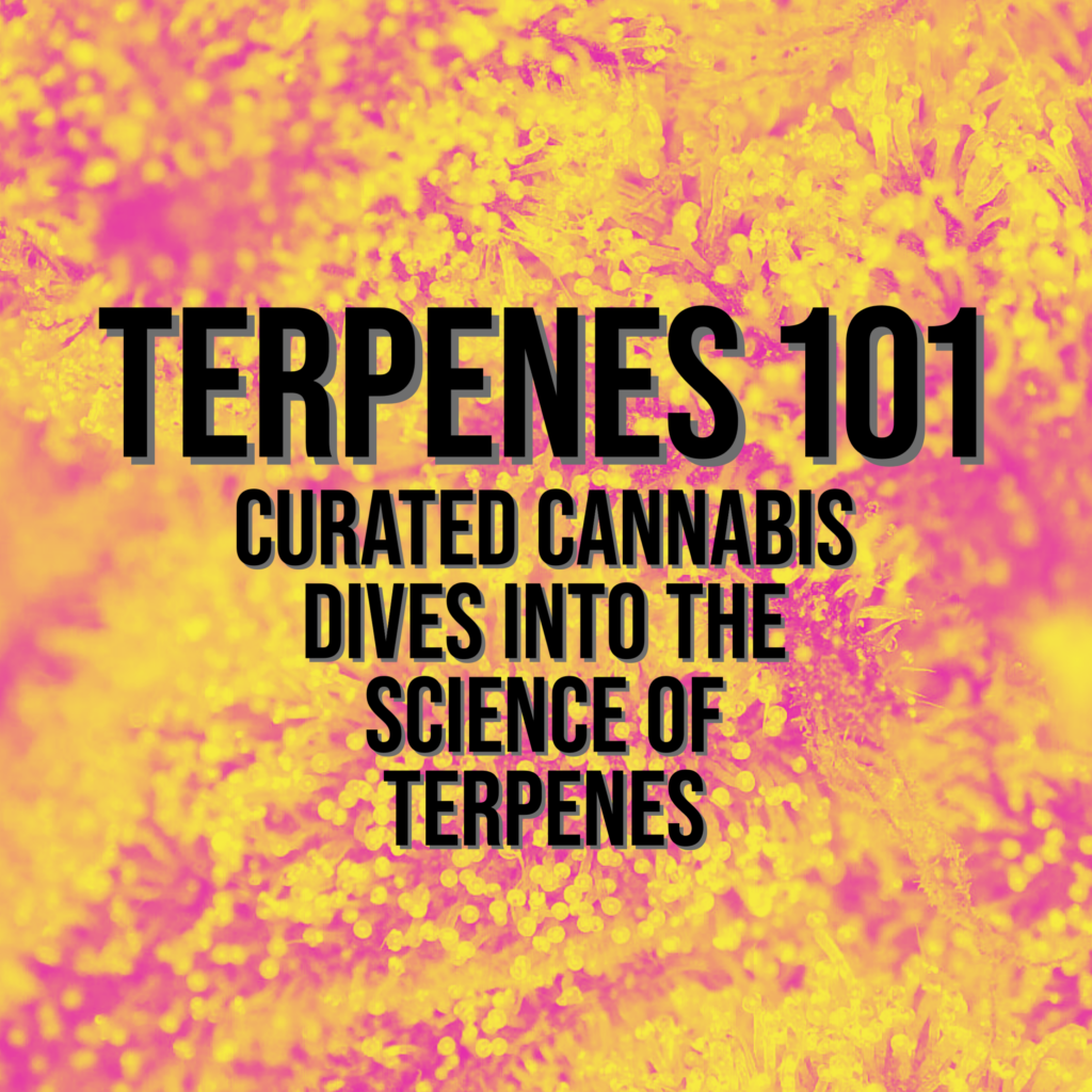 "Terpenes 101 - Curated Cannabis Dives into the scienece of terpenes"