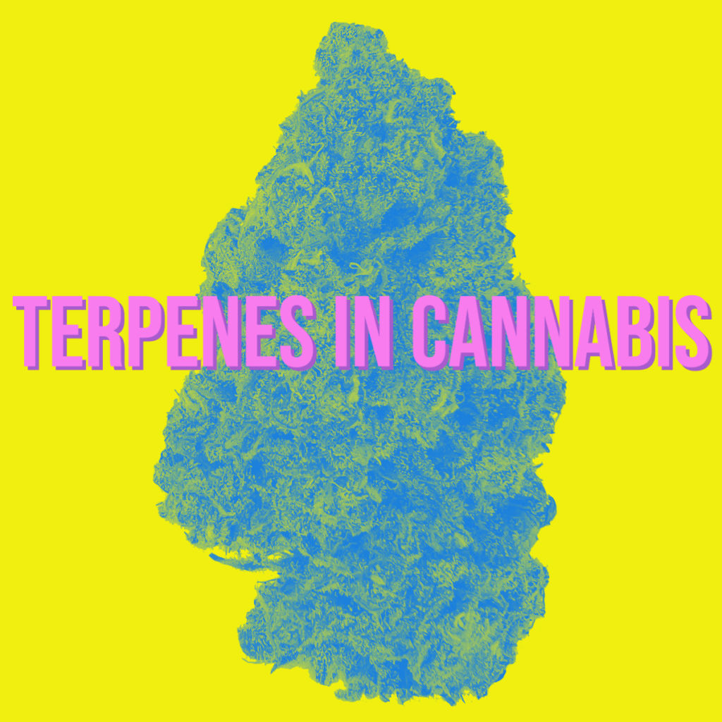 "Learn about Terpenes in Cannabis"