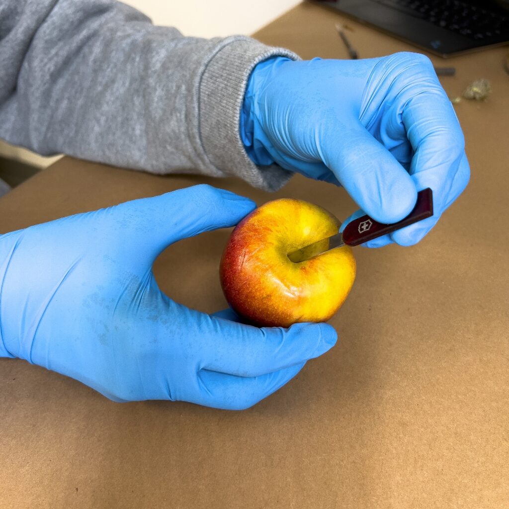 "How to Make an Apple Pipe"