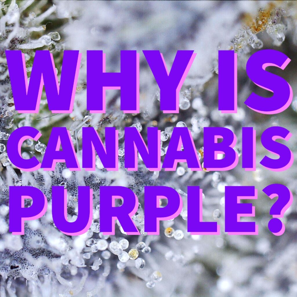 "Why is Cannabis Purple"