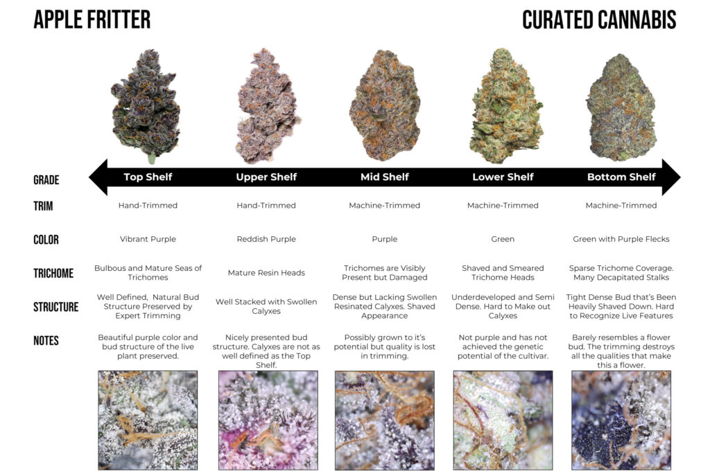 "Comparing buds of the Apple Fritter cultivar"