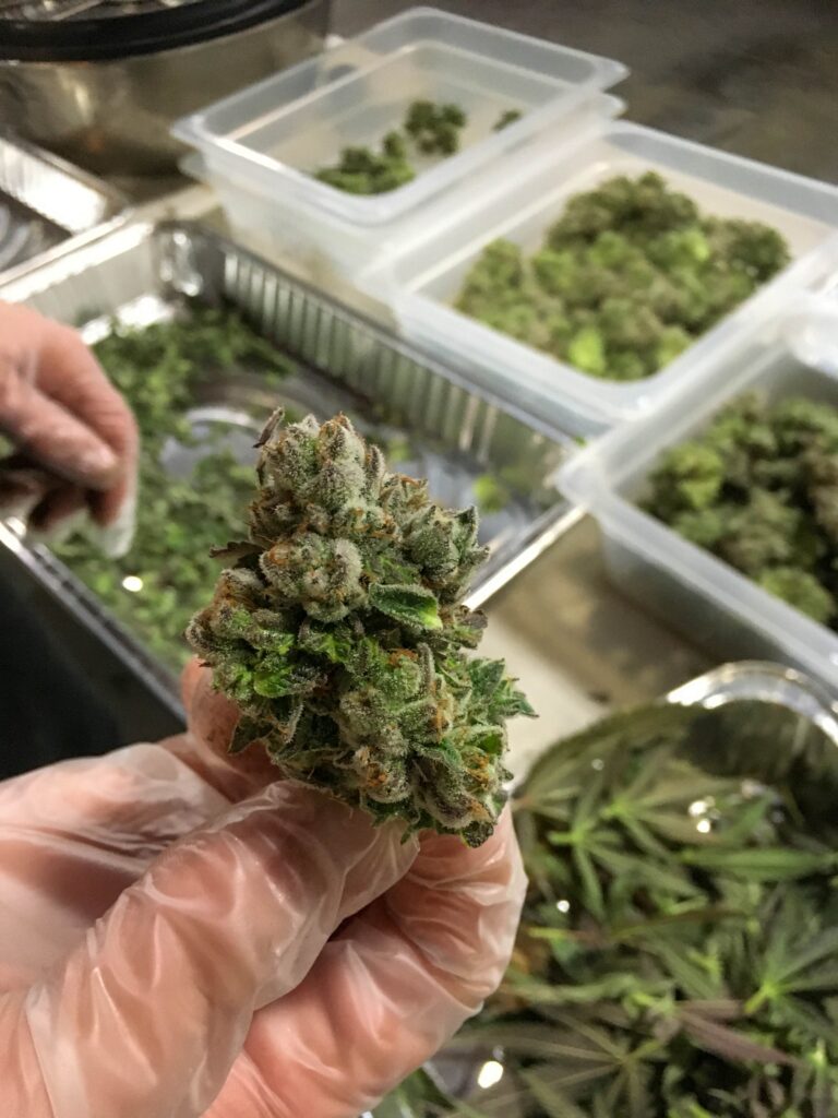 "Freshly trimmed cannabis flower"