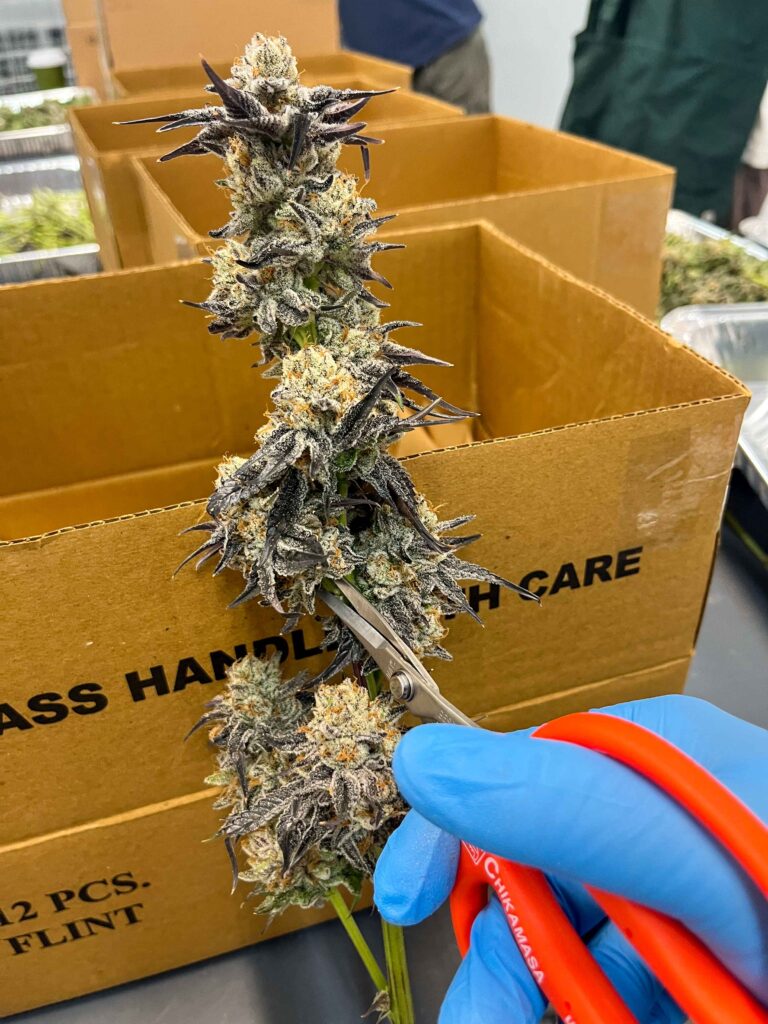 "Actively trimmed cannabis flower"