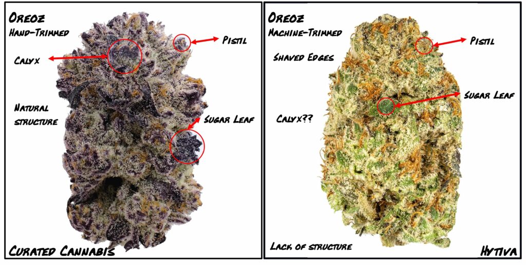 "Comparing Oreoz Live Cured Flower to traditionally cured flower"