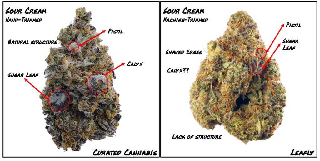 "Comparing Sour Cream Live Cured Flower to traditionally cured flower"