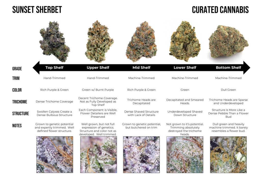 "Comparing buds of the Sunset Sherbet cultivar"