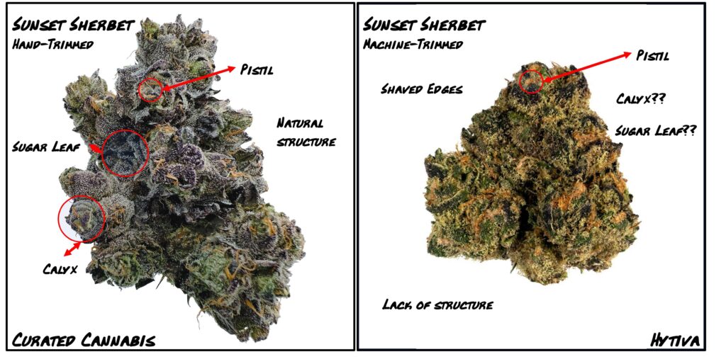 "Comparing Sunset Sherbet Live Cured Flower to traditionally cured flower"