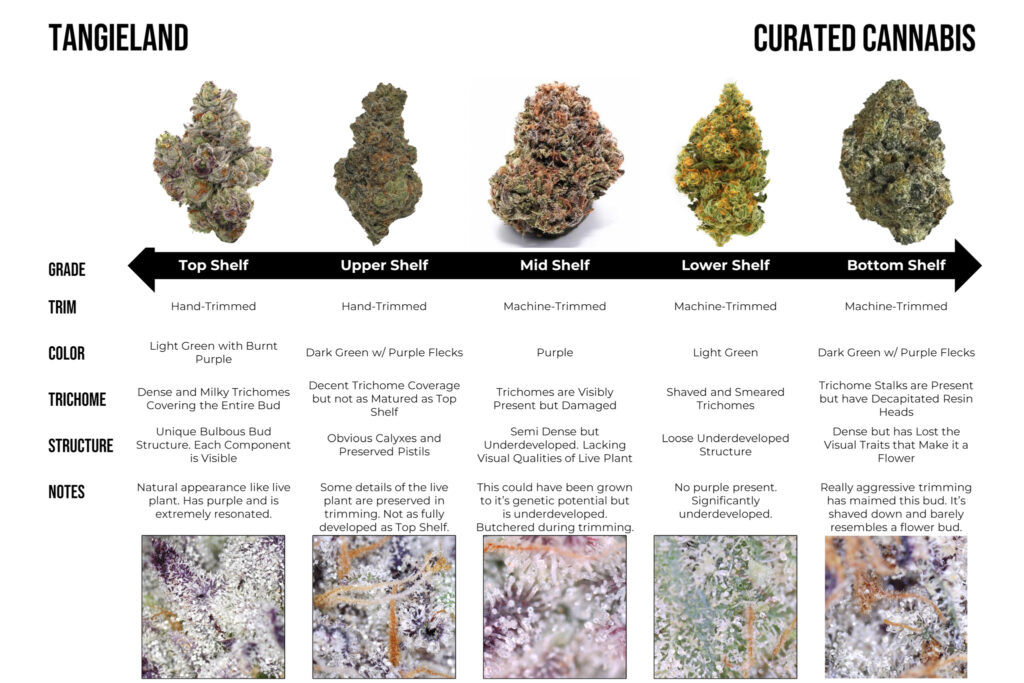 "Comparing buds of the Tangieland cultivar"