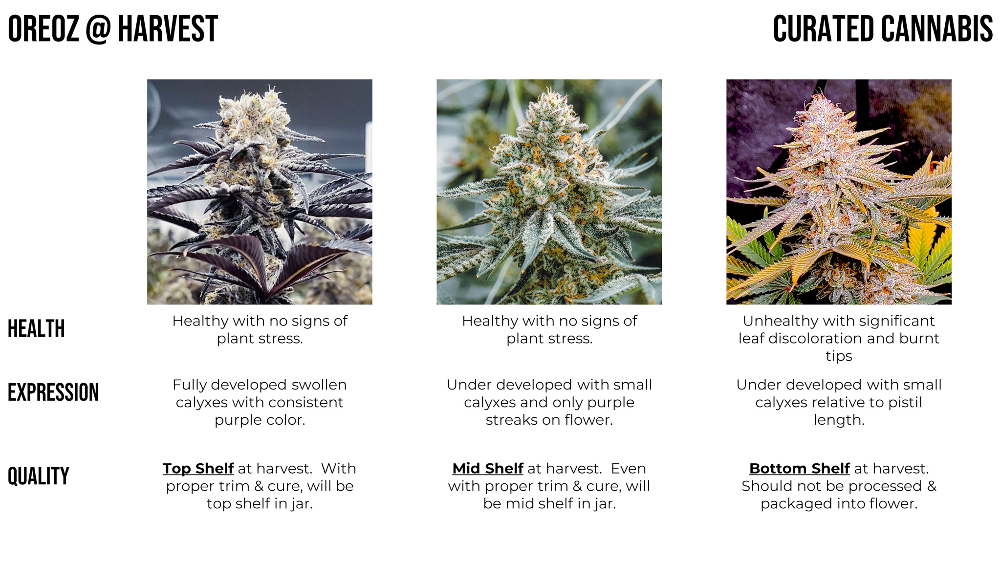 What Is Top Shelf Flower? Curated Cannabis