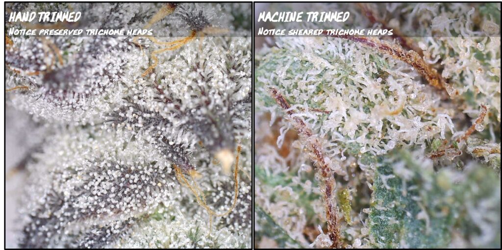 "Comparison of trichomes after being machine trimmed and hand trimmed"