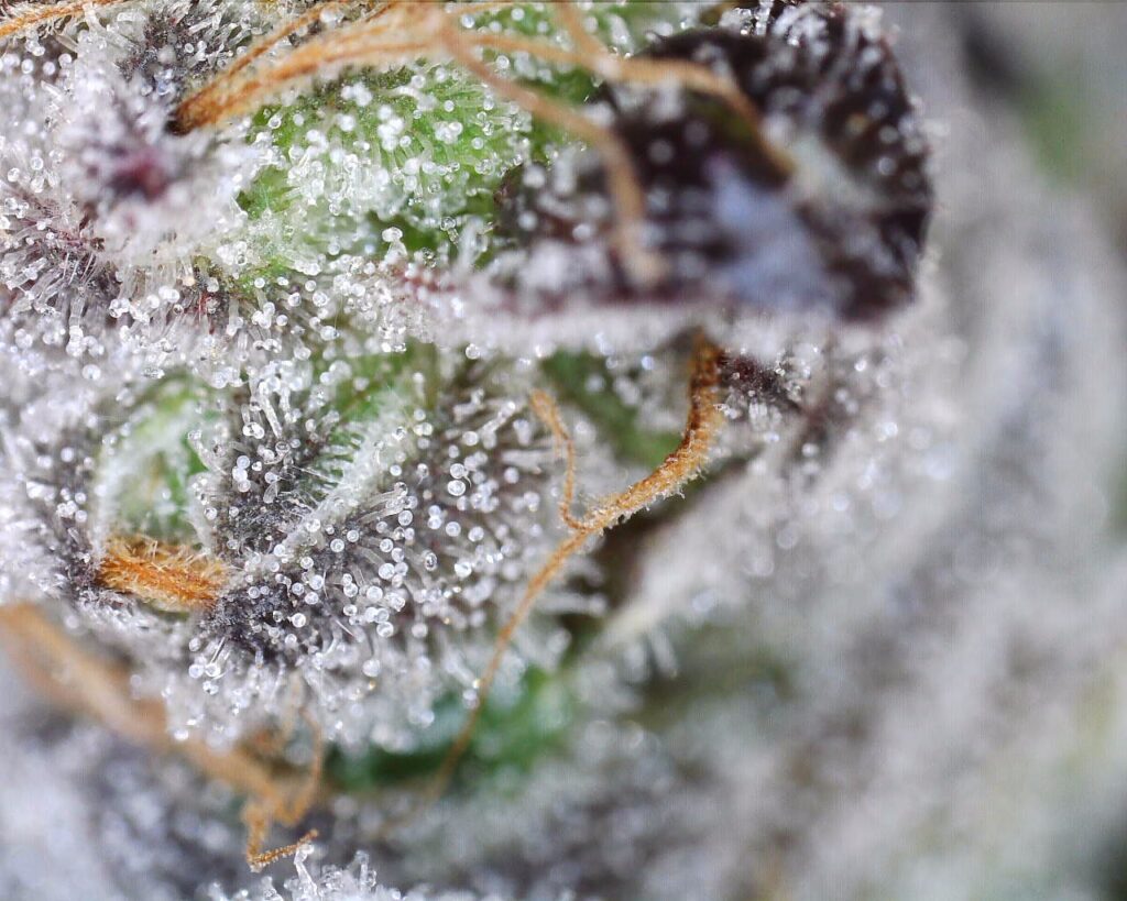 Super Chief Trichome Shot