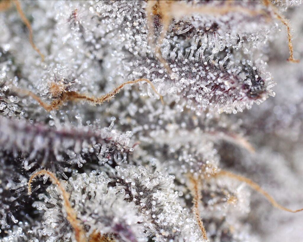 Purple Blossom Trichome Shot